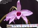 Dendrobium anosmum Laos